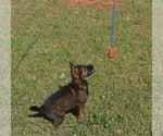 Small #3 German Shepherd Dog