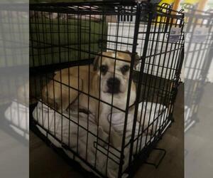Boxer-Unknown Mix Dogs for adoption in San Antonio, TX, USA