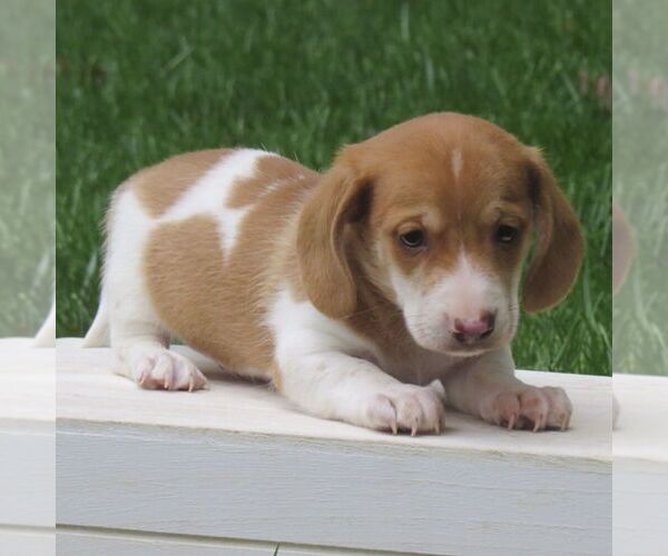 Medium Photo #4 Dachshund Puppy For Sale in MANHEIM, PA, USA