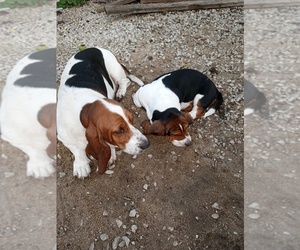 Basset Hound Puppy for sale in LEAVENWORTH, KS, USA