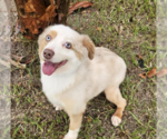 Small Australian Shepherd Mix