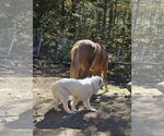 Small #1 Great Pyrenees
