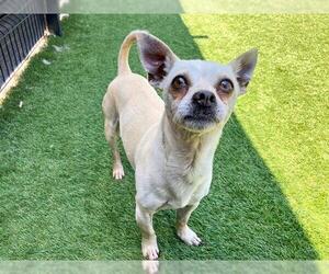 Chihuahua Dogs for adoption in Orange, CA, USA