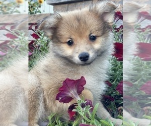 Pomeranian Puppy for sale in CANOGA, NY, USA