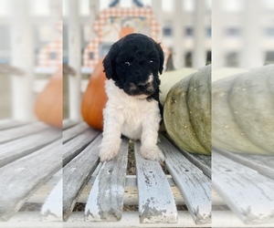 Poodle (Standard) Puppy for sale in HENRIETTA, TX, USA