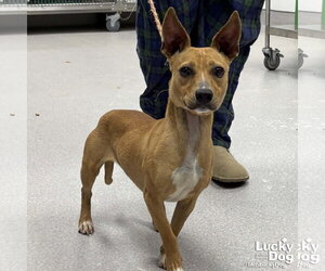 Chiweenie Dogs for adoption in Washington, DC, USA