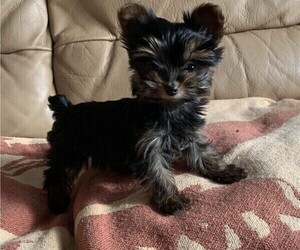Yorkshire Terrier Puppy for sale in WATERLOO, IA, USA