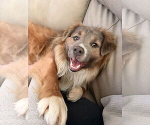 Border Collie-Unknown Mix Dogs for adoption in MIDWAY, UT, USA