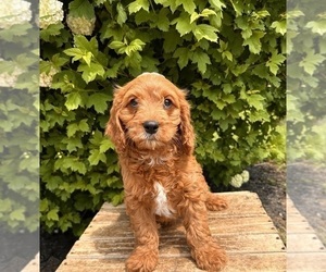 Cavapoo Puppy for Sale in MIDDLEBURY, Indiana USA