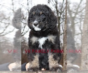 Bernese Mountain Dog Puppy for sale in MARTINSVILLE, IN, USA