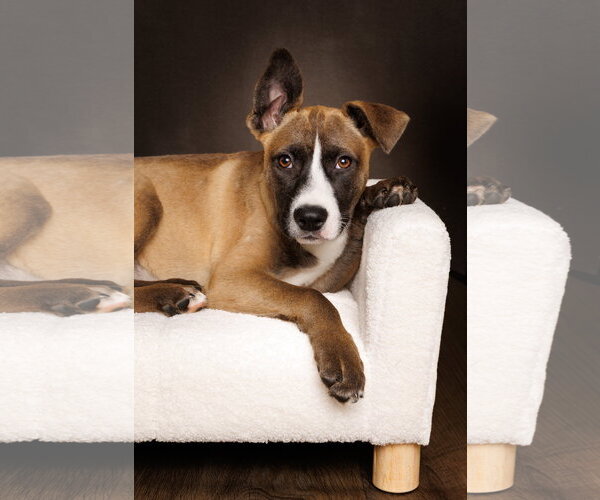 Medium Photo #4 American Staffordshire Terrier-Unknown Mix Puppy For Sale in McKinney, TX, USA