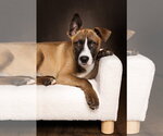 Small #3 American Staffordshire Terrier Mix