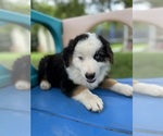 Puppy Doug Australian Shepherd