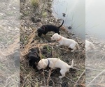 Small Photo #4 Labrador Retriever Puppy For Sale in WALLER, TX, USA