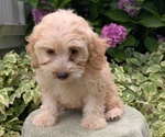 Small #4 Cavapoo