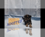 Image preview for Ad Listing. Nickname: ADOPTED Teddy