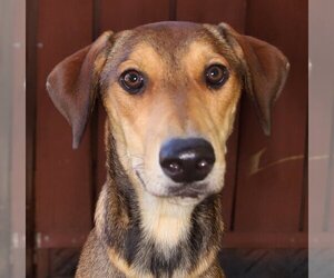 Doberman Pinscher-Unknown Mix Dogs for adoption in Oakland Park, FL, USA