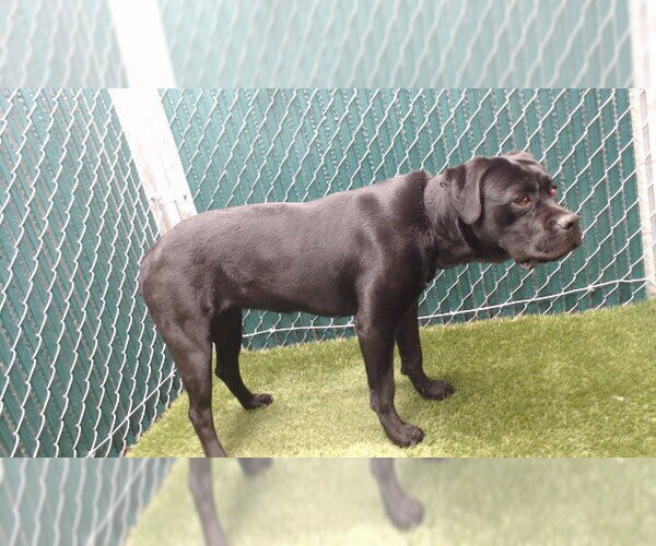 Medium Photo #1 Labrador Retriever Puppy For Sale in Downey, CA, USA