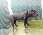 Small Labrador Retriever
