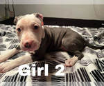 Small Photo #12 American Pit Bull Terrier Puppy For Sale in CHICAGO, IL, USA