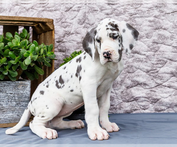 Medium Photo #10 Great Dane Puppy For Sale in WAKARUSA, IN, USA