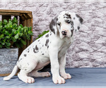 Small #9 Great Dane