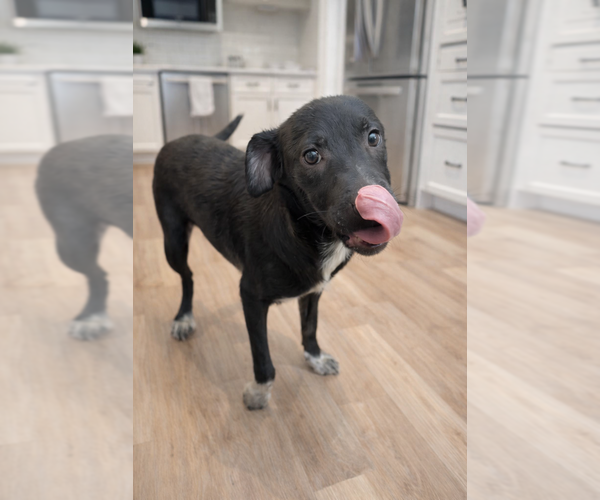 Medium Photo #6 Labrador Retriever Puppy For Sale in San Diego, CA, USA