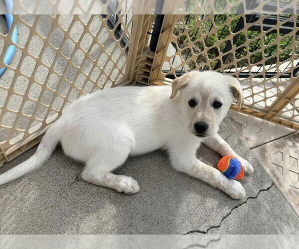 Medium Photo #5 Mutt Puppy For Sale in San Diego, CA, USA