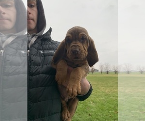 Bloodhound Puppy for sale in CONTINENTAL, OH, USA