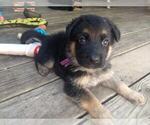 Small Photo #2 German Shepherd Dog Puppy For Sale in WEST LINN, OR, USA