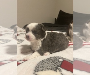 Chihuahua Puppy for sale in CRESCENT CITY, CA, USA