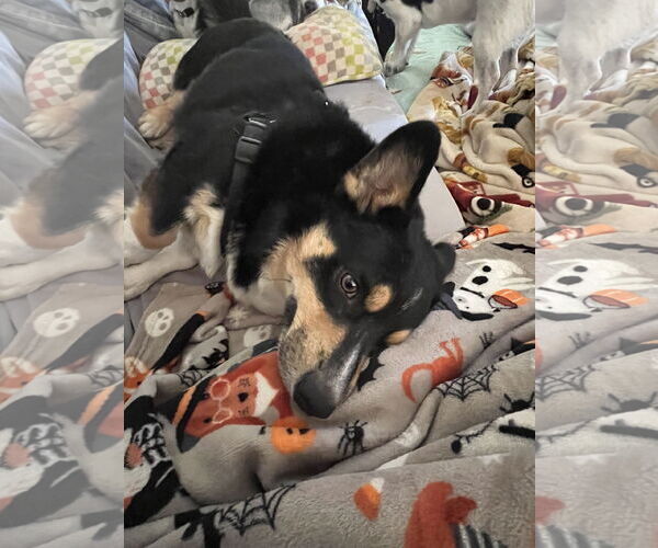 Medium Photo #2 Pembroke Welsh Corgi Puppy For Sale in Denver , CO, USA