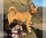 Small #4 German Shepherd Dog Mix