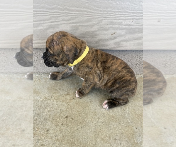 Medium Photo #27 Boxer Puppy For Sale in LUCERNE VALLEY, CA, USA