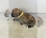 Small Photo #27 Boxer Puppy For Sale in LUCERNE VALLEY, CA, USA