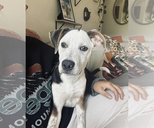 Mutt Dogs for adoption in Holly Springs, NC, USA