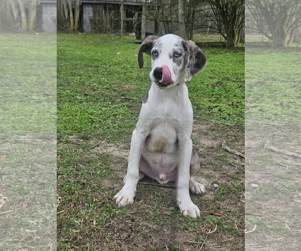 Medium Photo #22 Australian Shepherd-Unknown Mix Puppy For Sale in Wakefield, RI, USA