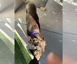 Small #20 Doberman Pinscher