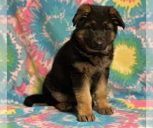 German Shepherd Dog Puppy for sale in LANCASTER, PA, USA