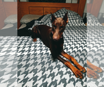 Small Photo #13 Doberman Pinscher Puppy For Sale in COTTON, MN, USA