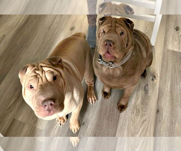 Medium Photo #2 Mutt Puppy For Sale in Spring Lake, NJ, USA