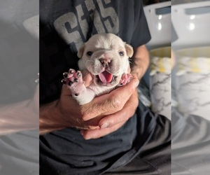 French Bulldog Puppy for sale in FORT COLLINS, CO, USA