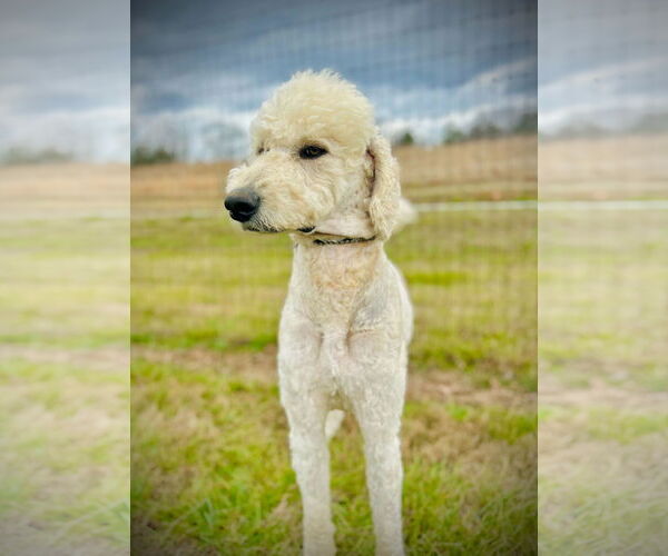 Medium Photo #4 Goldendoodle Puppy For Sale in Pacolet, SC, USA