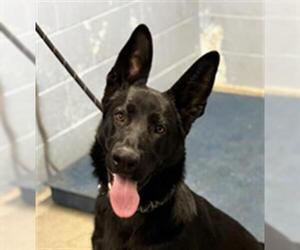 German Shepherd Dog Dogs for adoption in Woodland, CA, USA