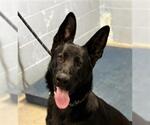 *DALTON - Male German Shepherd Dog Dog for Adoption - Small photo