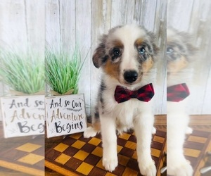 Medium Australian Shepherd