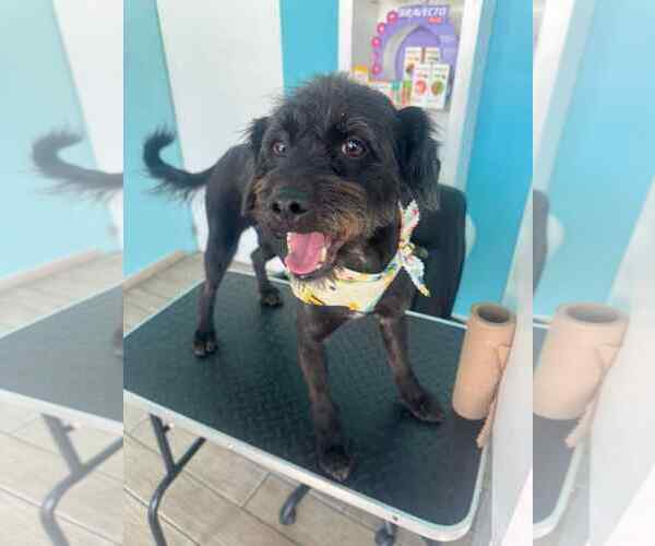 Medium Photo #3 Bossi-Poo Puppy For Sale in Escondido, CA, USA