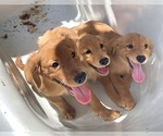 Small Photo #2 Golden Retriever Puppy For Sale in LOS ANGELES, CA, USA