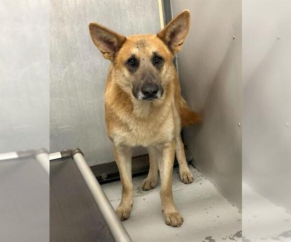 Medium Photo #1 German Shepherd Dog-Unknown Mix Puppy For Sale in Conroe, TX, USA