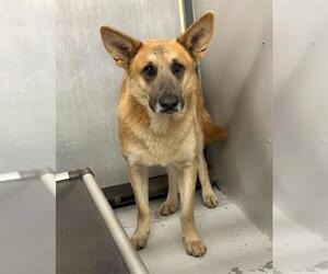 German Shepherd Dog-Unknown Mix Dogs for adoption in Conroe, TX, USA
